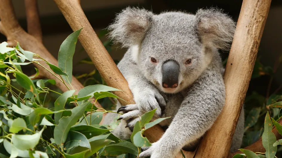 Les autorités australiennes abattent 700 koalas