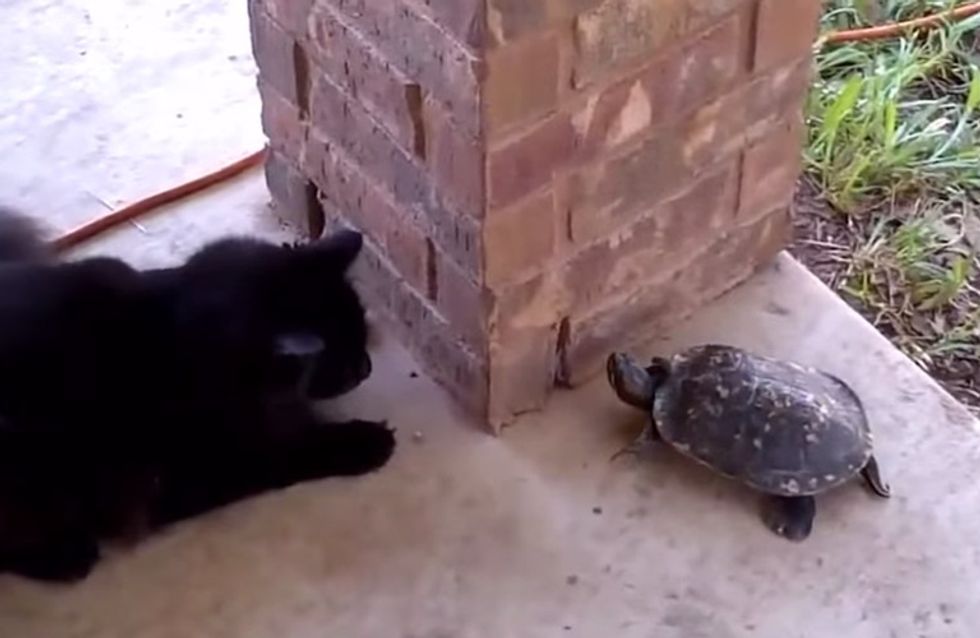 Katze vs. Schildkröte: Dieses süße Versteckspiel müsst ihr sehen!