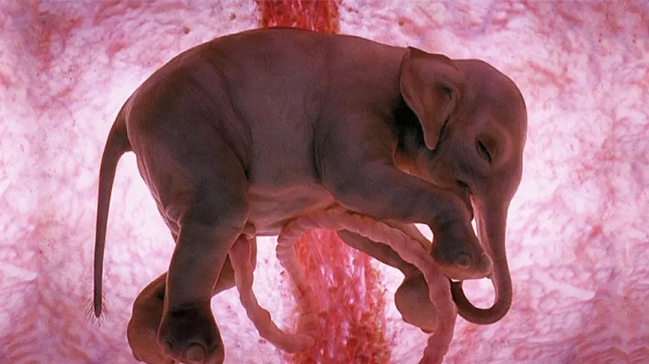 20 imágenes de animales en el vientre materno que te dejarán sin palabras