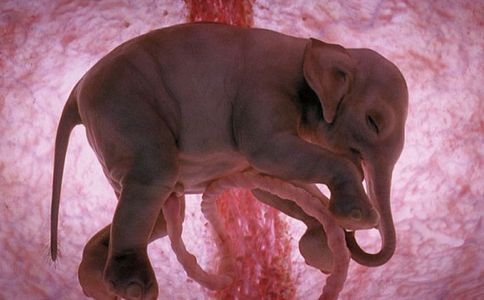 Elefante