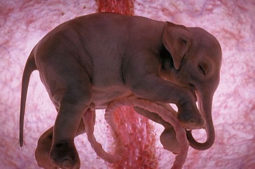 Elefante