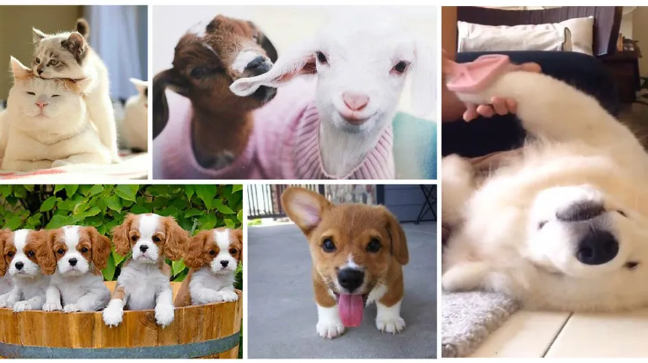 10 vidéos d'animaux super mignonnes repérées sur Instagram
