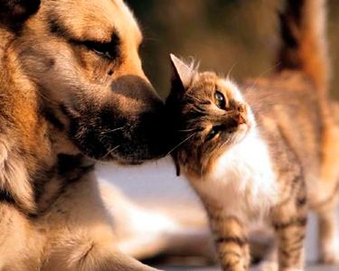 Amizade entre cães e gatos