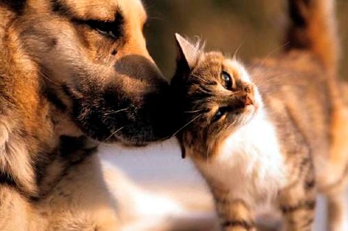 Amizade entre cães e gatos
