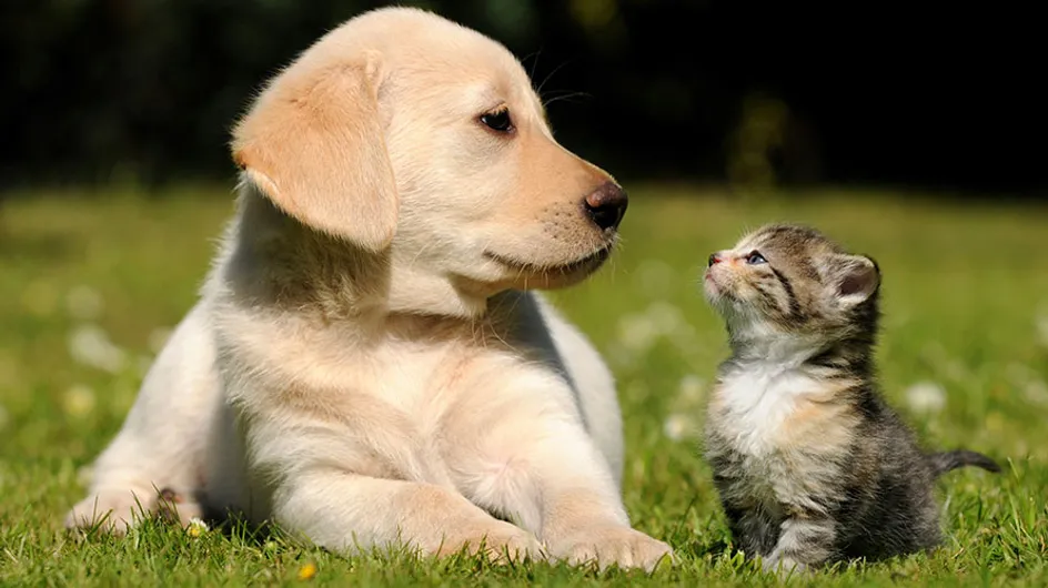 16 provas de que existe amor entre cães e gatos