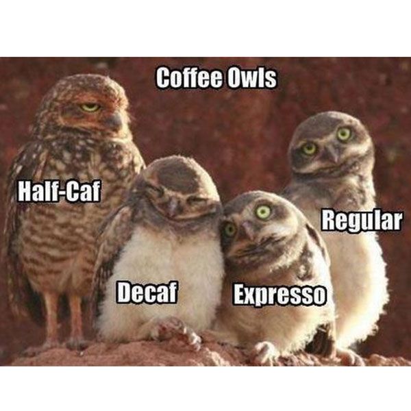 40 Coffee Memes All Caffeine Addicts Will Relate To