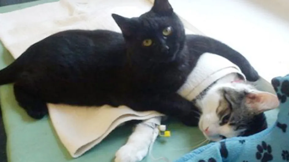 Este increíble gato enfermero dedica su vida a cuidar de animales enfermos