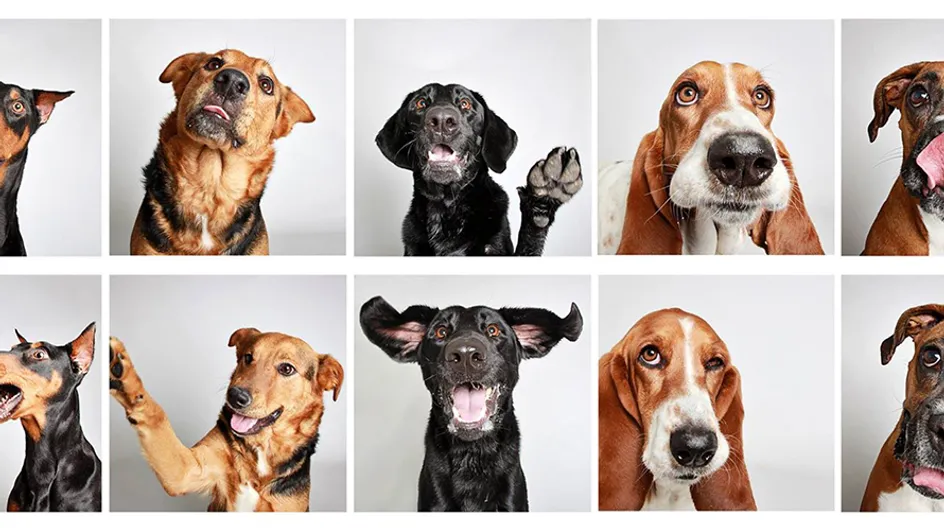 Cómo un fotomatón cambió para siempre la vida de estos perros abandonados