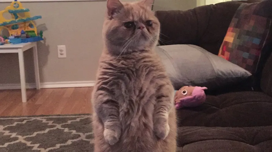 Te presentamos a George, el gato humano: ¡es capaz de quedarse erguido!