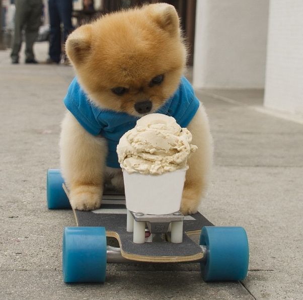 son jiffpom y boo el mismo perro