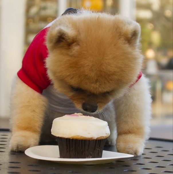 son jiffpom y boo el mismo perro