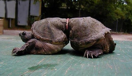 Tortuga atrapada en una cinta de plástico