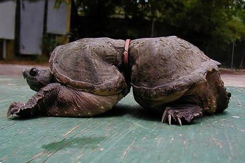 Tortuga atrapada en una cinta de plástico