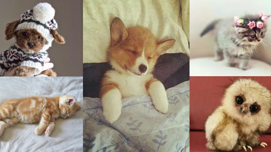 Ces 10 animaux qui nous font complètement craquer sur Instagram