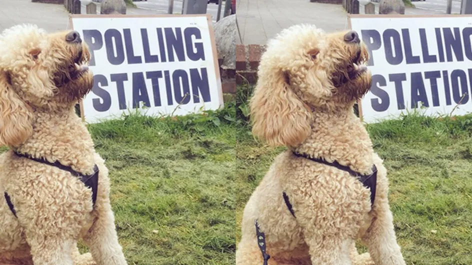 #DogsAtPollingStations Is Our Favourite Thing About The General Election So Far
