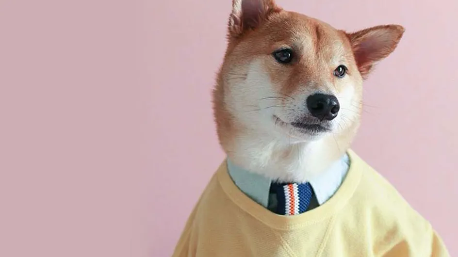 Este alucinante perro gana 15.000 dólares al mes: ¡descubre su historia!