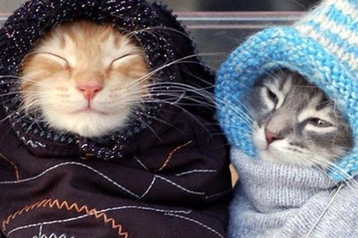 Um gatinho pra esquentar