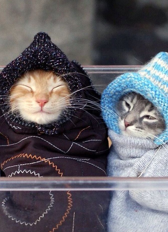 Um gatinho pra esquentar