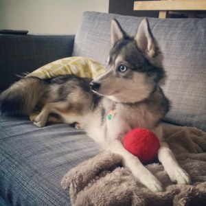 Um cachorrinho pra esquentar