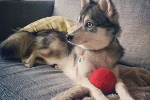 Um cachorrinho pra esquentar