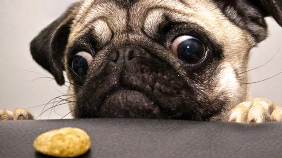 ¡Mi tesoro! 20 mascotas que no pudieron reprimir sus impulsos al ver comida ajena