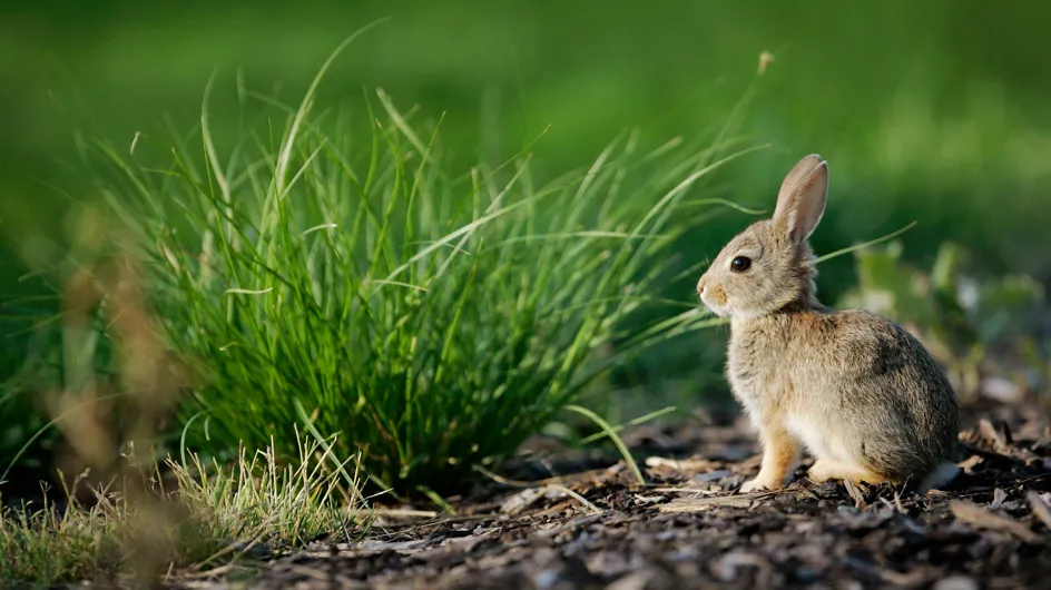 Un animateur radio danois tue un petit lapin en direct et choque le web