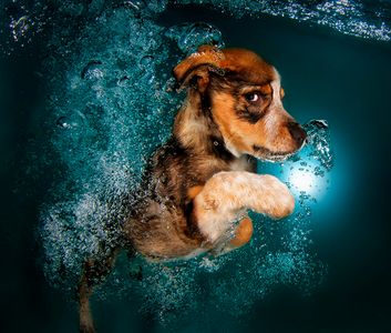 Underwater Dogs