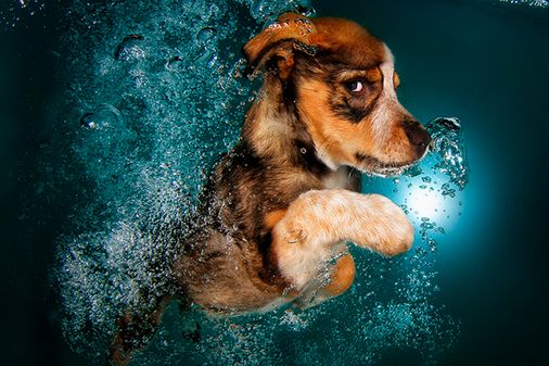 Underwater Dogs