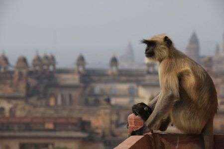 Madhya Pradesh (India)