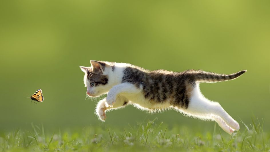 Jouer avec son chat 5 idées pour s