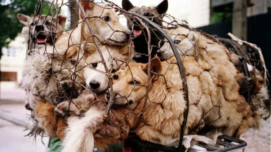 #StopYuLin2015: mobilização pelo fim do massacre de gatos e cachorros na China