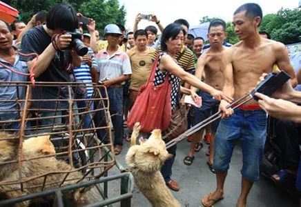 Yulin. O festival de carne de cão que indigna a maioria dos chineses
