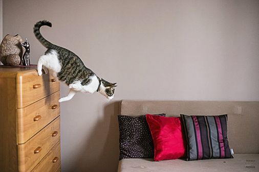 Soy Simba. No tengo una pierna, pero sigo siendo un gato
