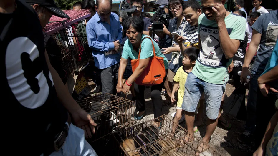 En Chine, une femme sauve 100 chiens de la mort dans le cadre du festival de Yulin