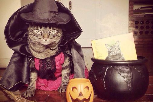Cansei de ser gato