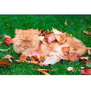 Angry Cat Garfi