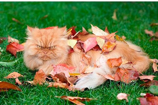 Angry Cat Garfi
