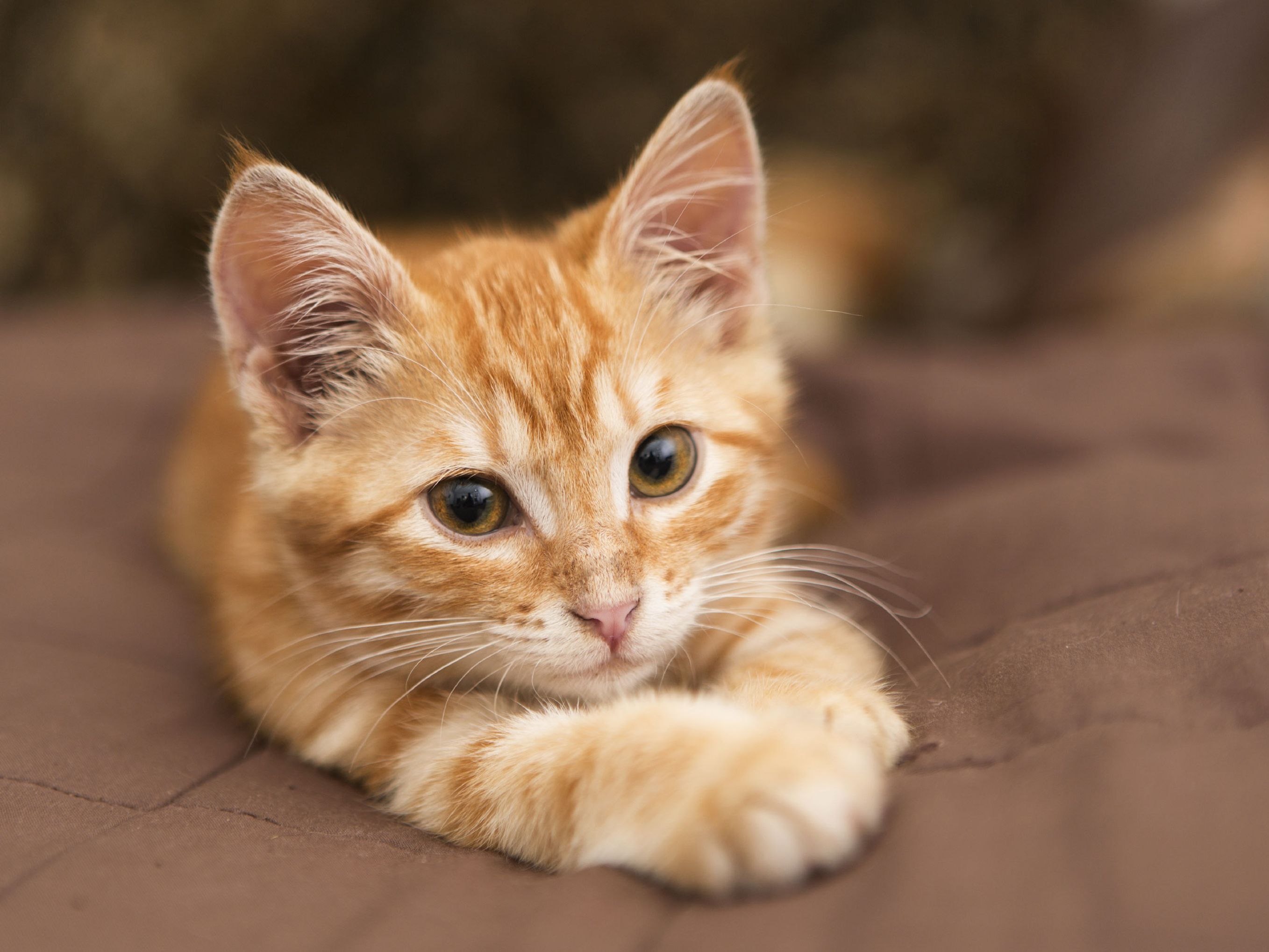 Chat Et Probleme De Digestion Quelle Alimentation Chat Et Probleme De Digestion Quelle Alimentation