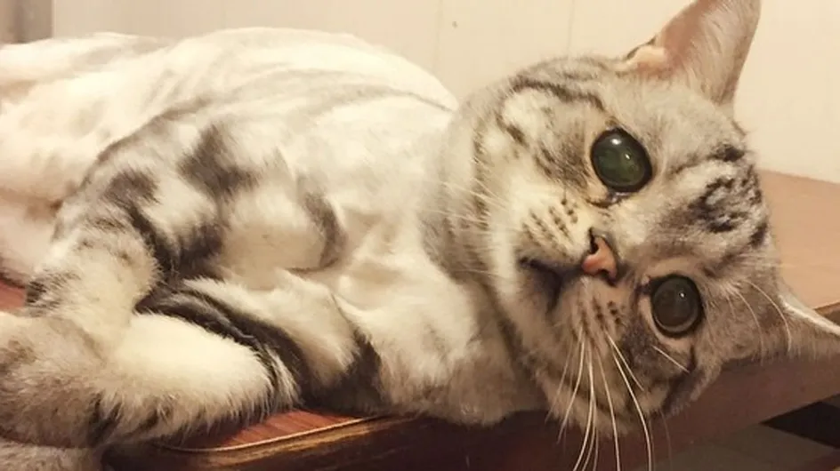 Descubre al adorable Luhu, el gato más triste del mundo
