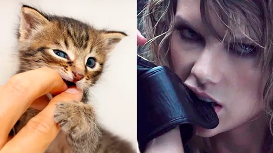 14 gatinhos que parecem ter saído de um clipe da Taylor Swift
