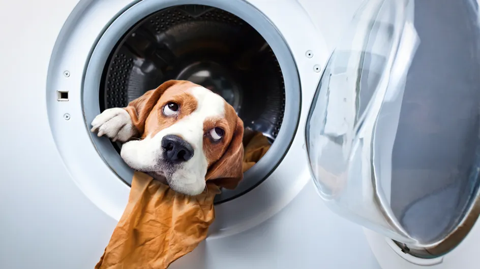 18 Gifs provam que os pets são a melhor ajuda para limpar a casa