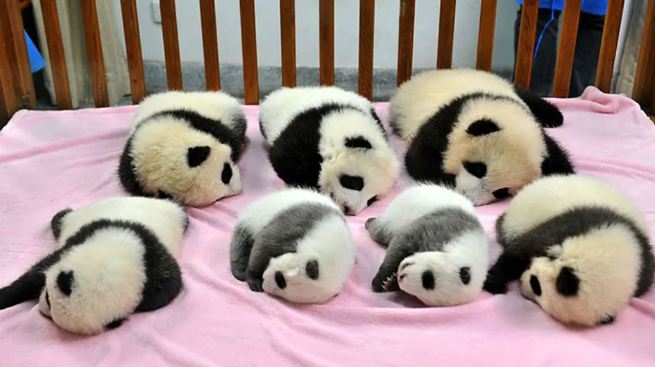 Sim, existe uma creche para pandas e é o lugar mais fofo do planeta!
