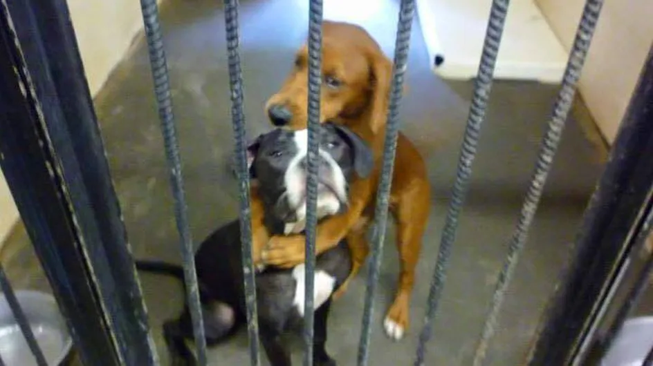 Deux chiens sauvés de l'euthanasie grâce à la mobilisation des internautes