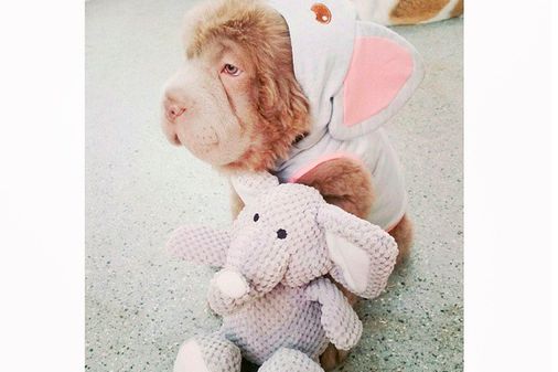 Tonkey Bear