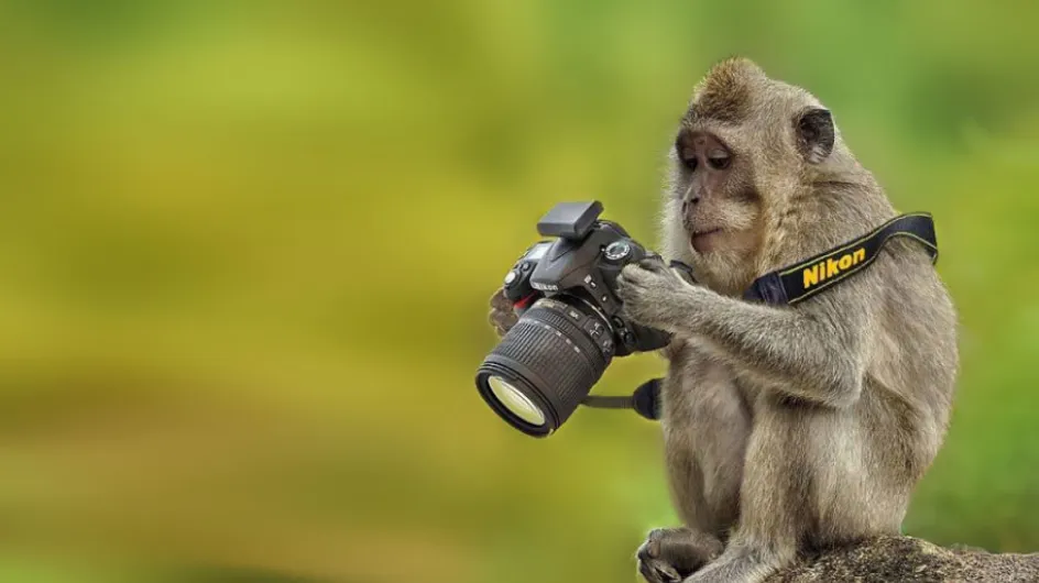 Conheça 40 animais que, se pudessem, seriam fotógrafos
