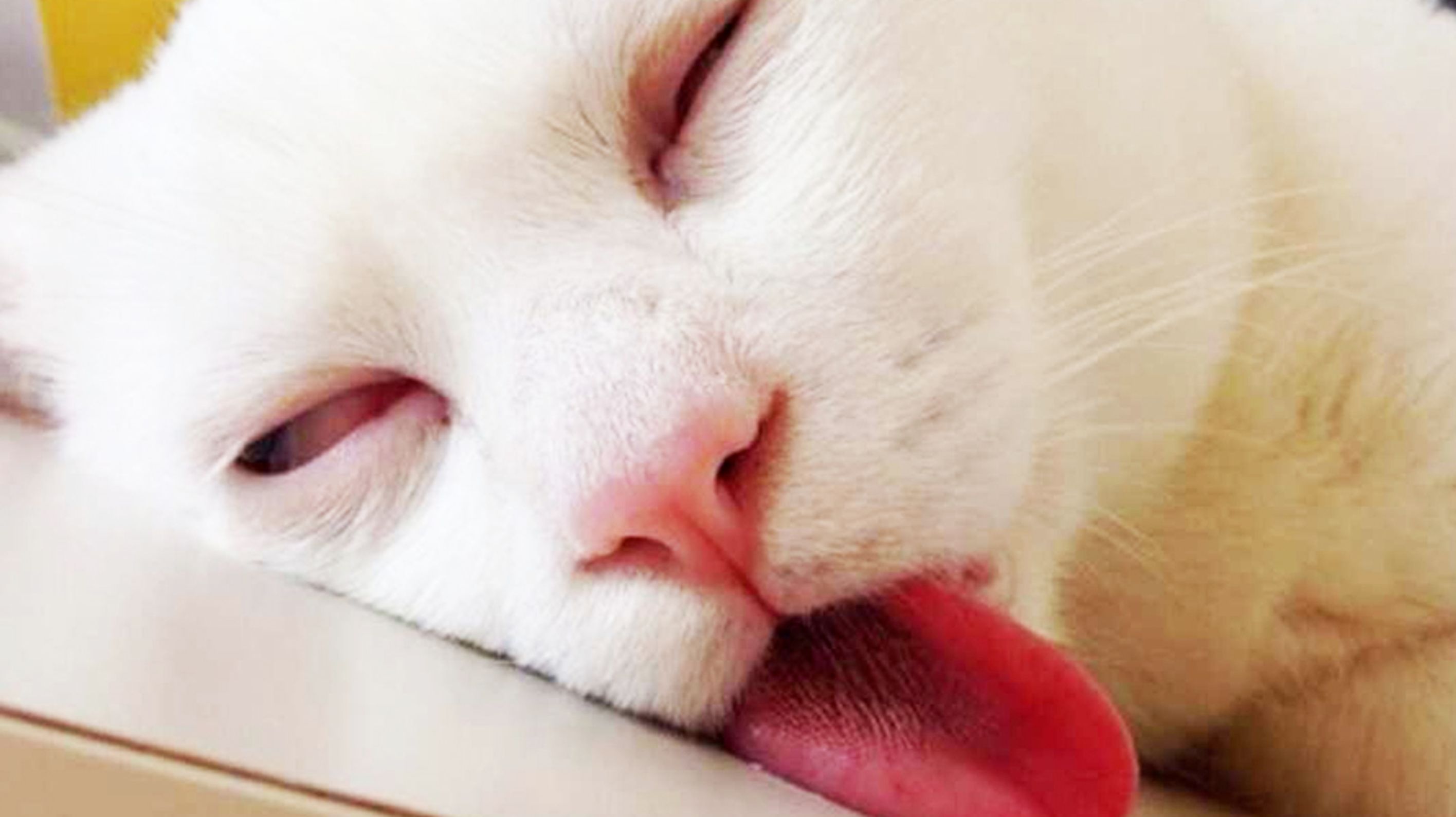 Soñar Que Se Escapa Mi Gato