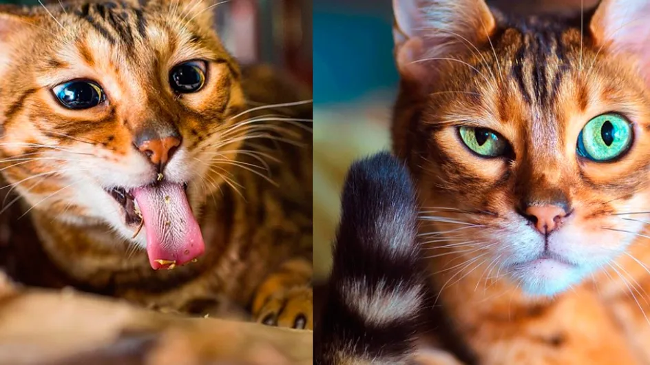 21 imagens que comprovam que gatos são superexpressivos