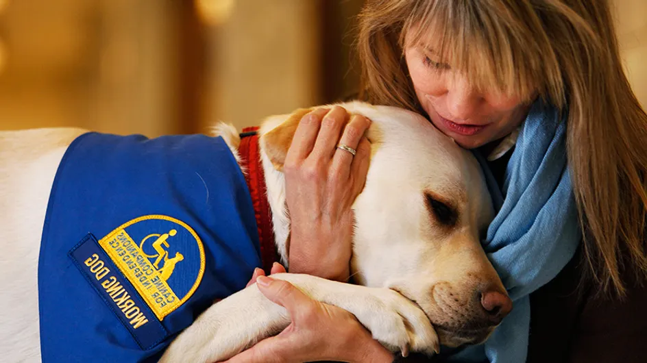 Conheça os courthouse dogs: animais que tranquilizam vítimas em tribunais