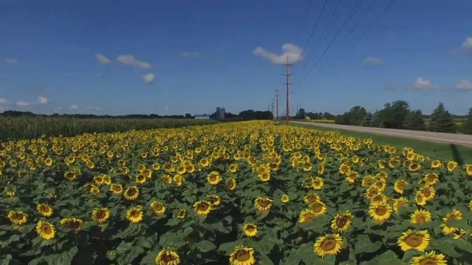 Il plante des milliers de tournesols en hommage à sa femme, emportée par la maladie (Vidéo)
