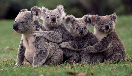Koalas